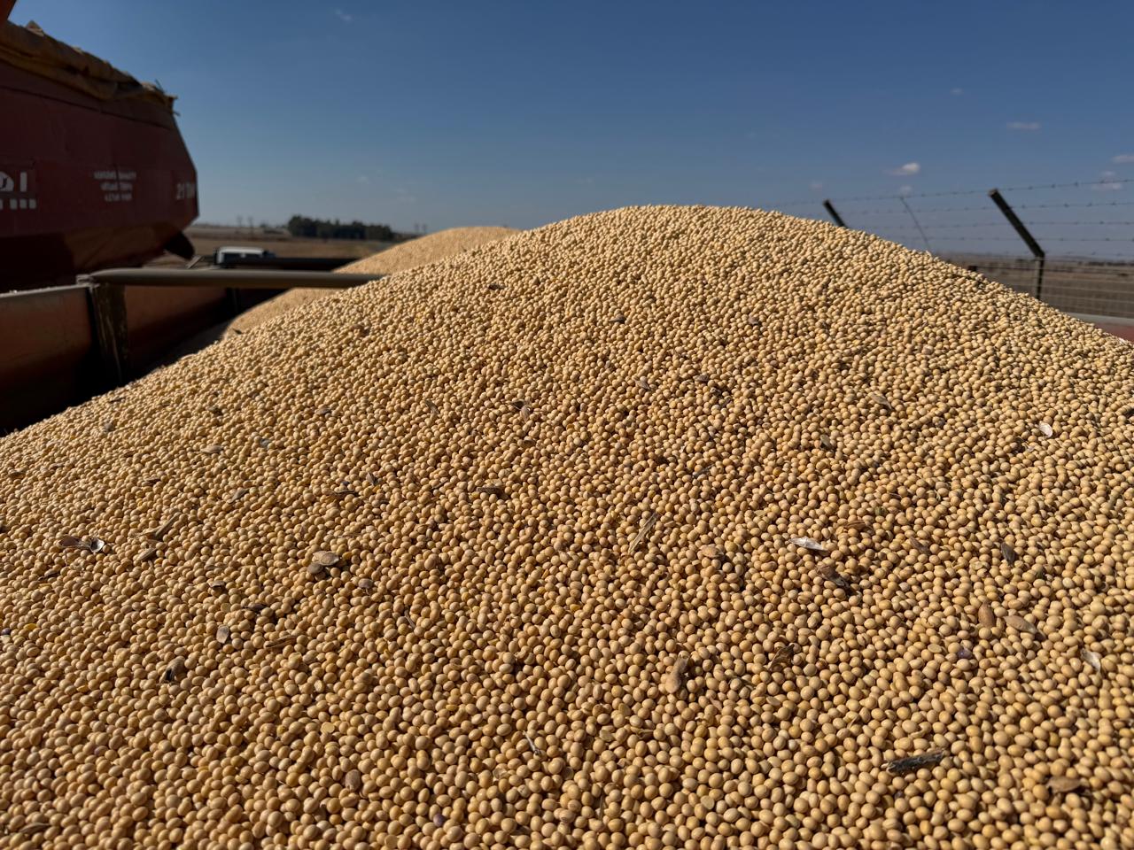 soya crop harvested