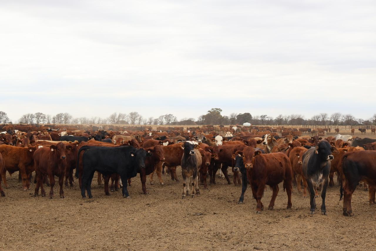 winter livestock challenges