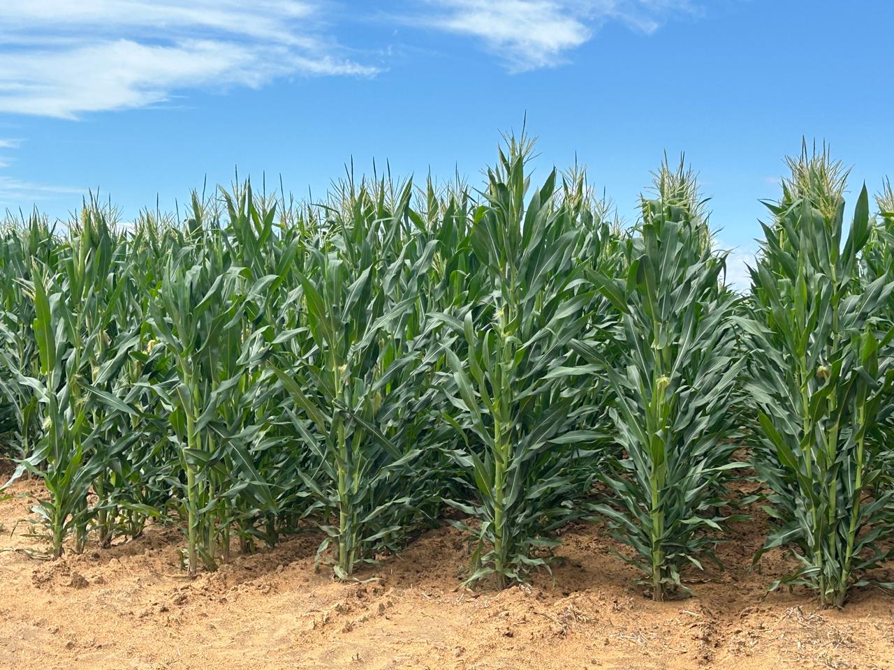 maize season