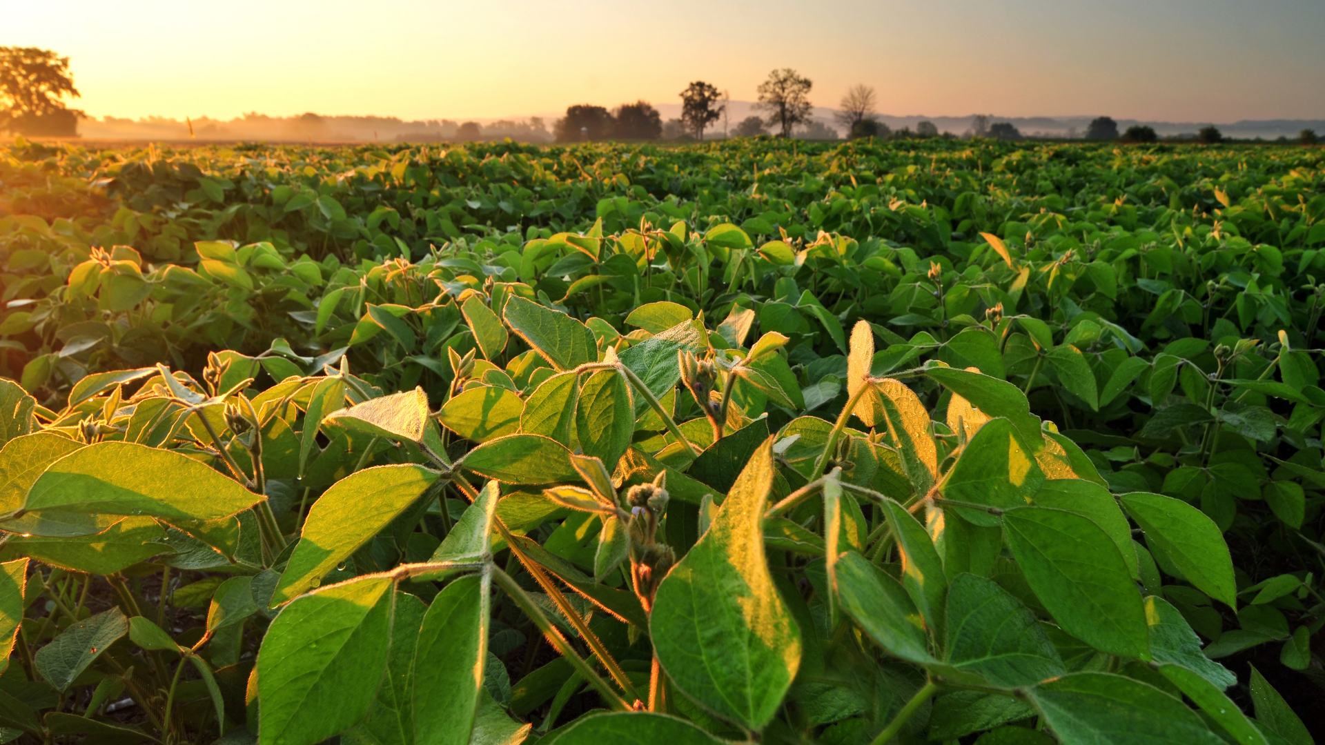 summer crop season Free State soy bean