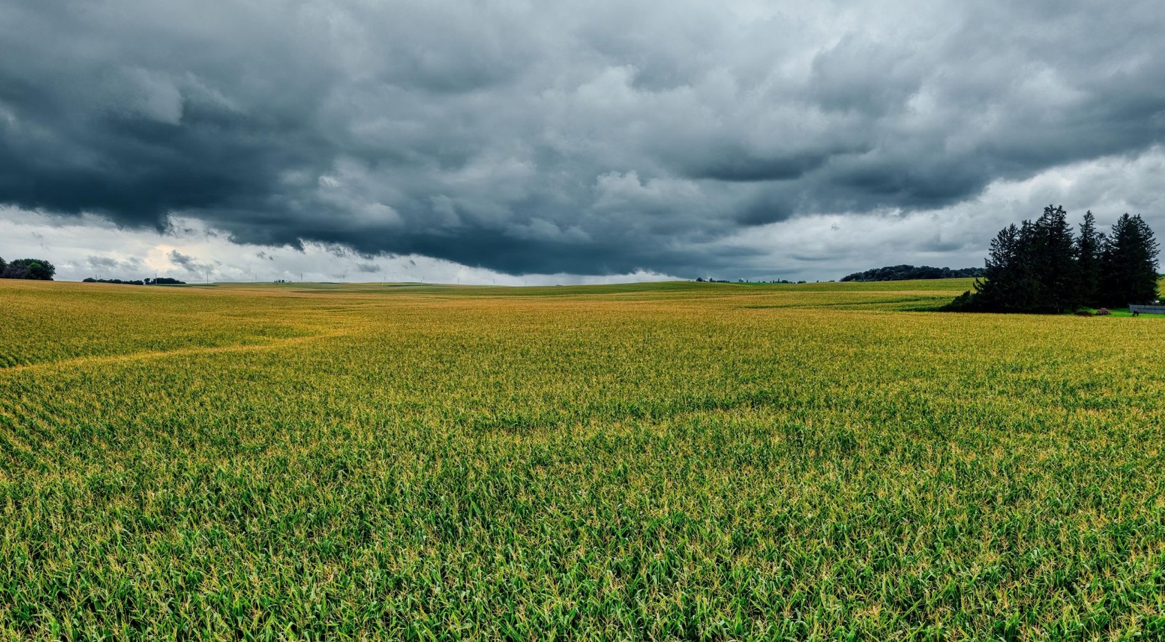 planting season free state